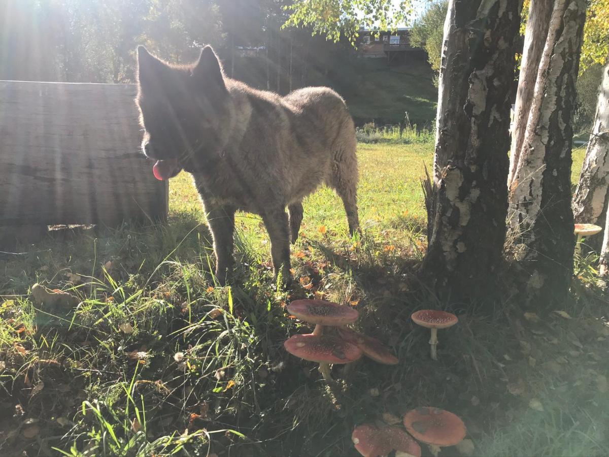 Elementos Eco Lodge Pucón Zewnętrze zdjęcie